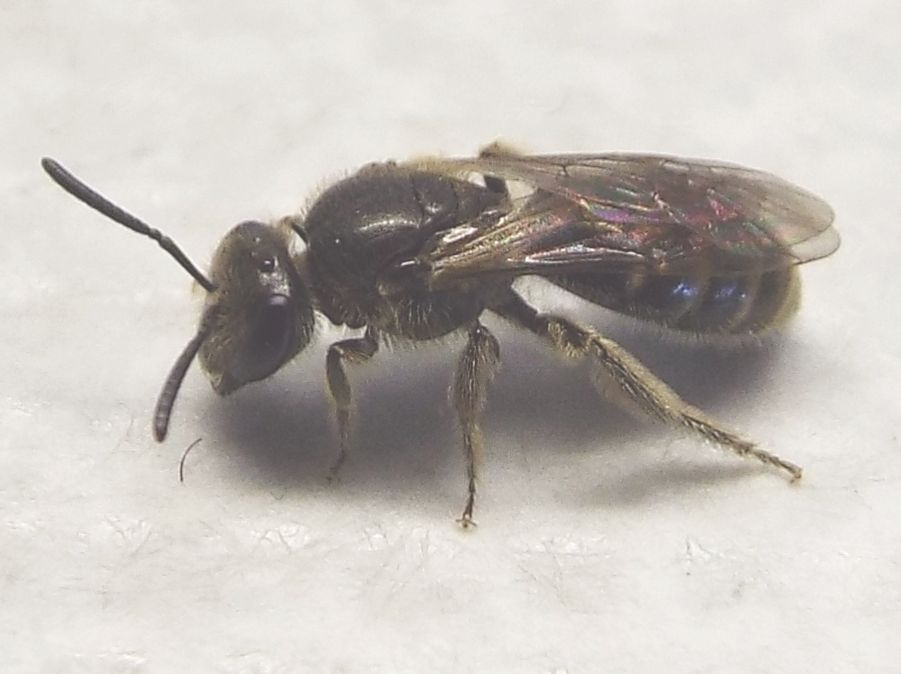 Lasioglossum sp.  (Apidae Halictinae)